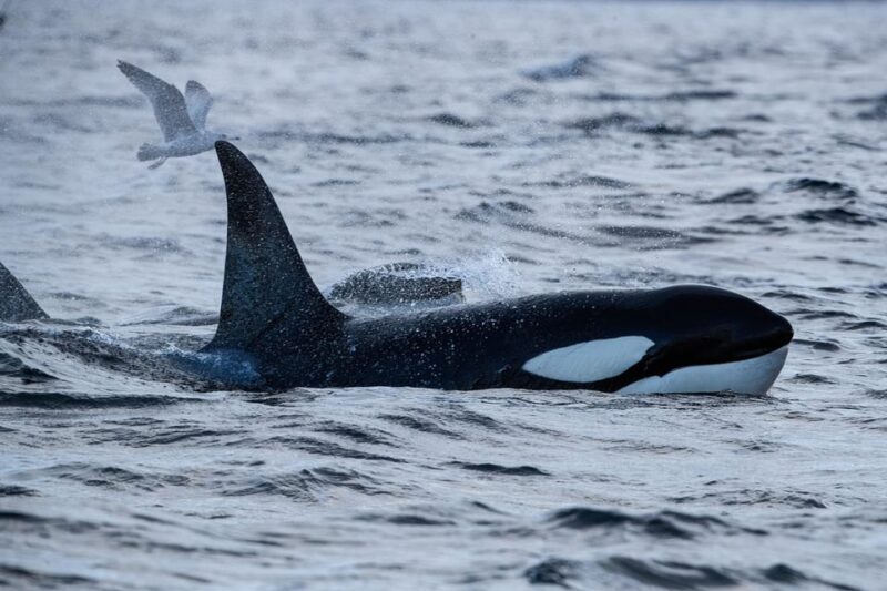 Tromsø: Orca and Whale Watching comfort heated boat Trip - Who Will Love This Experience?