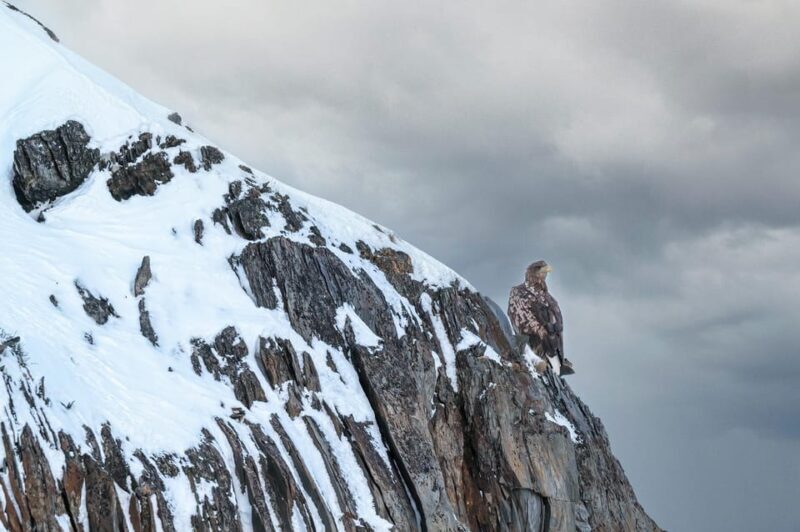Tromsø: Orca and Whale Watching comfort heated boat Trip - The Sum Up