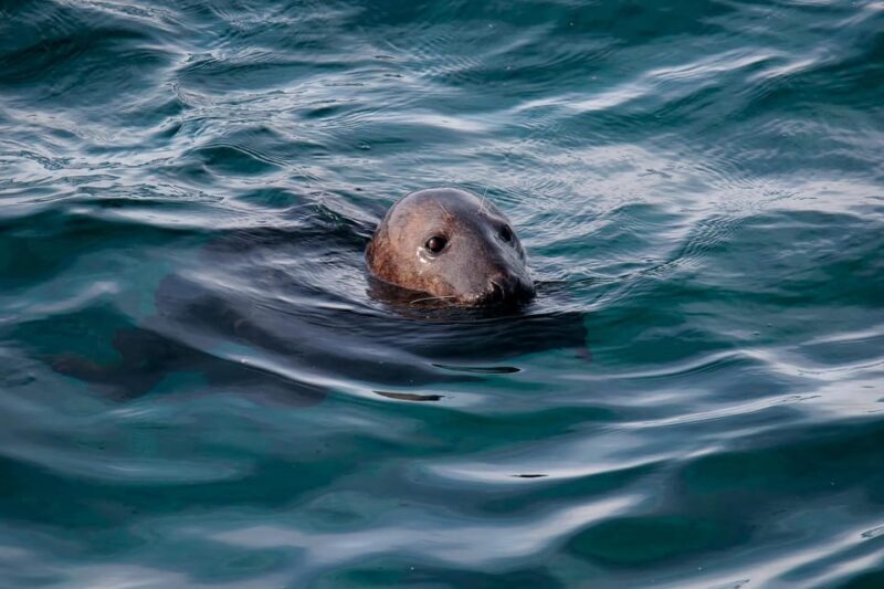 Tromsø: Orca and Whale Watching comfort heated boat Trip - FAQs