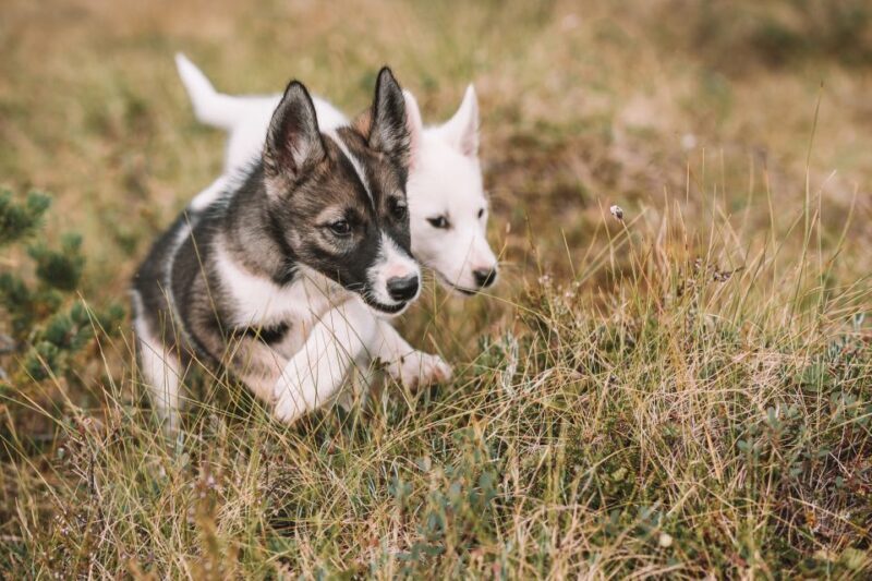 Tromsø: Puppy Training at the Husky Kennel with Lunch - Key Points