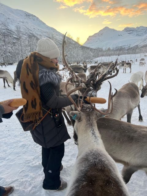 Tromsø: Reindeer Experience at a Sami Camp - Why Travelers Love This Tour