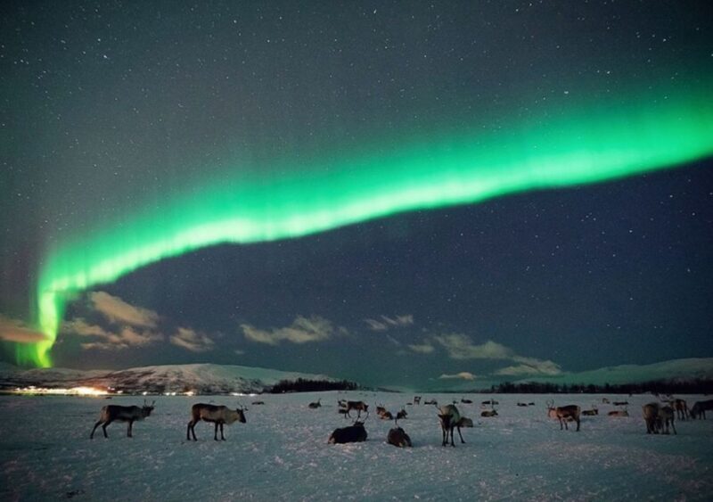 Tromsø: Reindeer Feeding with Chance of Northern Lights - In-Depth Review: What This Tour Offers and Why It Matters