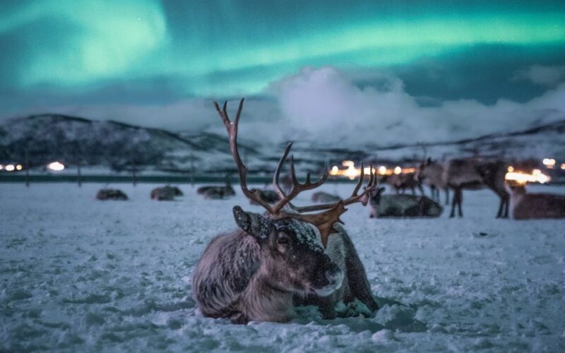 Tromsø: Reindeer Feeding with Chance of Northern Lights - Frequently Asked Questions
