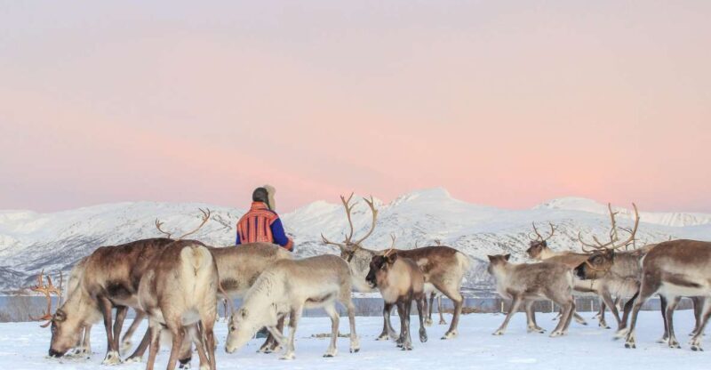 Tromsø: Reindeer Ranch and Sami Cultural Tour with Lunch - Tromsø: Reindeer Ranch and Sami Cultural Tour with Lunch