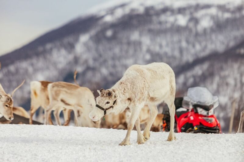 Tromsø: Reindeer Sledding & Feeding with a Sami Guide - Complete Review of Tromsø’s Reindeer Sledding & Feeding Tour