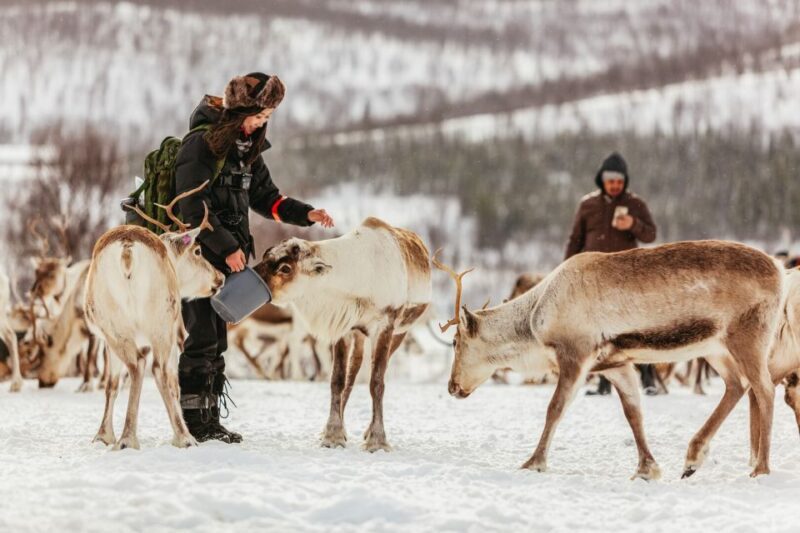 Tromsø: Reindeer Sledding & Feeding with a Sami Guide - Final Thoughts
