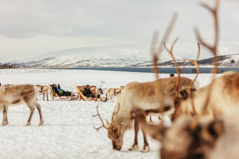 Tromsø: Reindeer Sledding & Feeding with a Sami Guide - FAQ