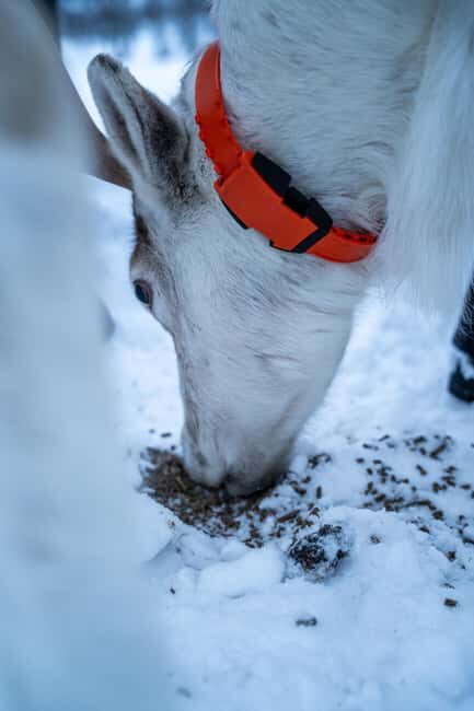 Tromsø: Sami Camp and Reindeer Experience with Lunch - Key Points