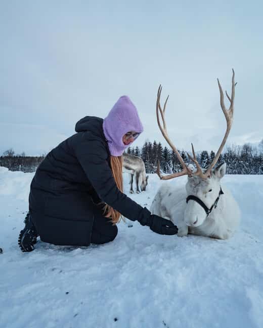 Tromsø: Sami Camp and Reindeer Experience with Lunch - Exploring the Experience in Detail