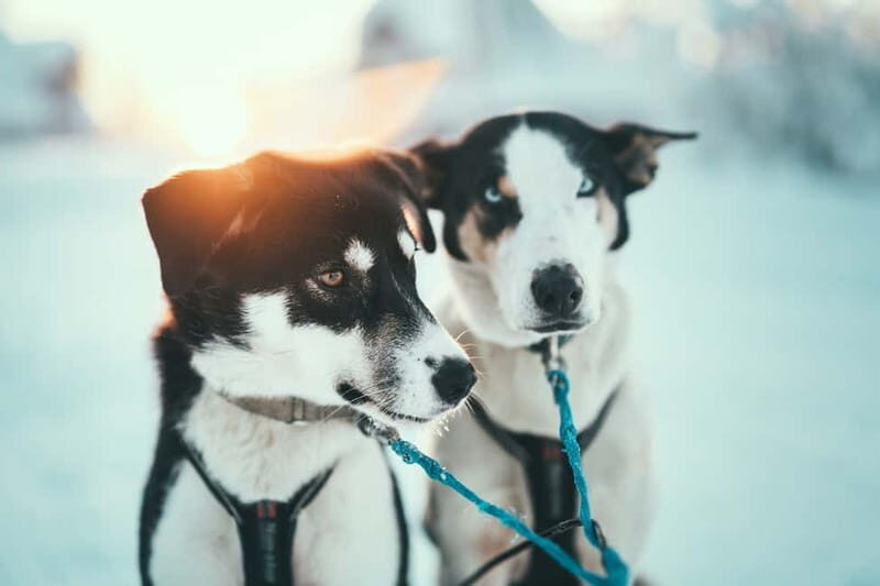 Tromsø: Self-Drive Husky Dog Sledding Adventure - An Honest Look at the Experience