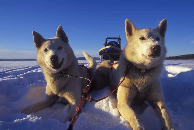 Tromsø: Self-Drive Husky Dog Sledding Adventure - The Value for Money
