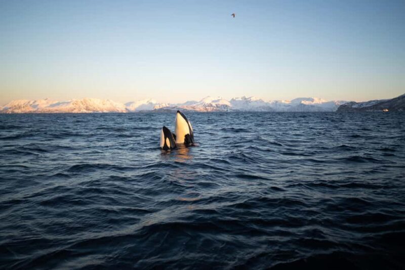 Tromsø: Skjervøy Pilothouse Boat Whale Watching Tour - An in-depth look at the Skjervøy Whale Watching Tour