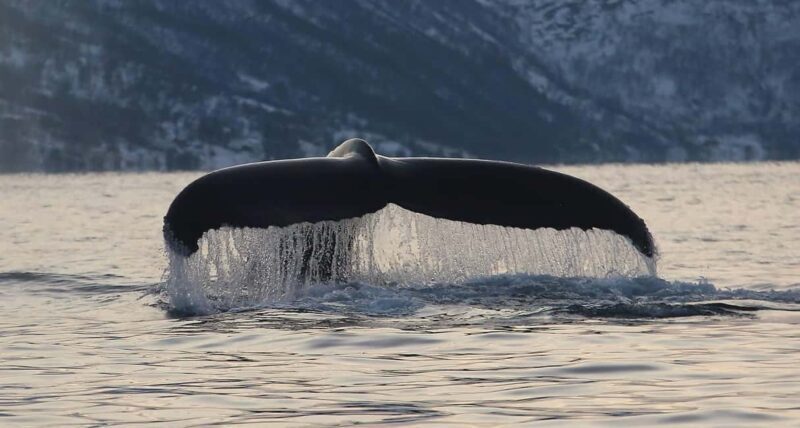 Tromsø: Skjervøy Pilothouse Boat Whale Watching Tour - The value of this tour