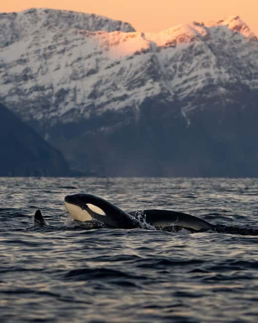 Tromsø: Skjervøy Pilothouse Boat Whale Watching Tour - Final thoughts