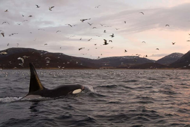 Tromsø: Skjervøy RIB Whale Watching Tour - Tromsø: Skjervøy RIB Whale Watching Tour