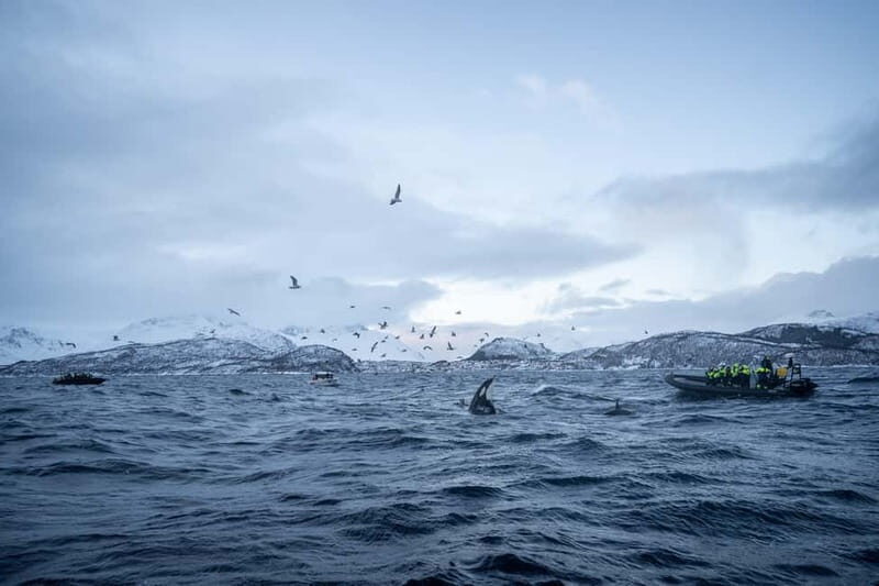 Tromsø: Skjervøy RIB Whale Watching Tour - Authentic Reviews and What They Highlight