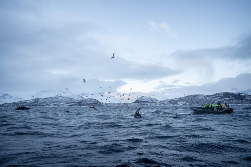 Tromsø: Skjervøy RIB Whale Watching Tour - Practical Tips for Future Travelers