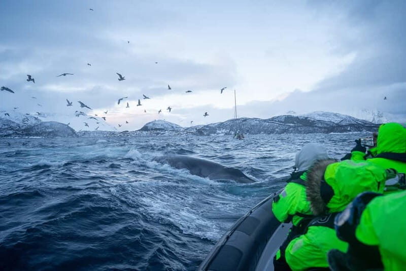 Tromsø: Skjervøy RIB Whale Watching Tour - The Sum Up: Who Should Consider This Experience?