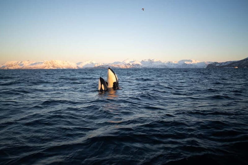 Tromsø: Skjervøy RIB Whale Watching Tour - Frequently Asked Questions