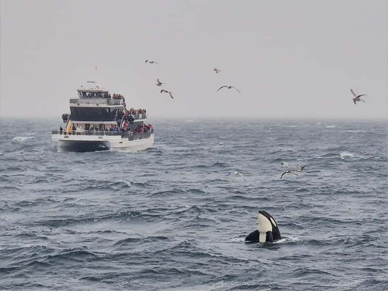 Tromsø: Whale Watching on hybrid boat with scenic bustrip - Key Points