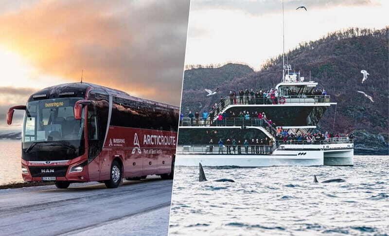 Tromsø: Whale Watching on hybrid boat with scenic bustrip - FAQs