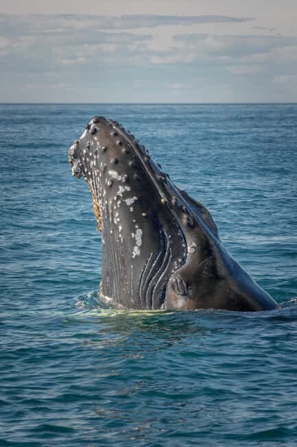 Tromsø: Whale Watching VIP Boat Tour with Lunch - Why Choose This Tour?