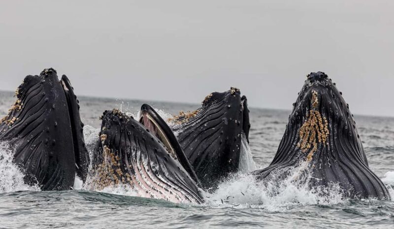 Tromsø: Whale Watching VIP Boat Tour with Lunch - FAQ
