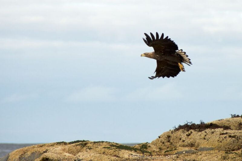 Tromsø: Winter Sea Kayaking Tour with Wildlife Sightings - What Makes This Tour Special?