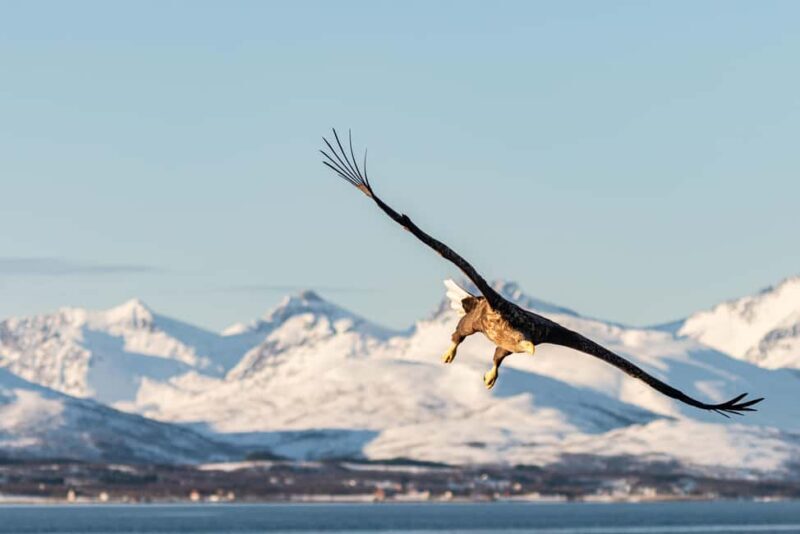 Tromsøs Top-Rated Fjord & Fishing Cruise  Lunch included - Practical Tips for Travelers