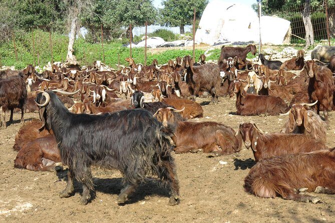 Troodos Mountains Villages: All Inclusive Food & Wine Day Tour - Who Should Book This Tour?