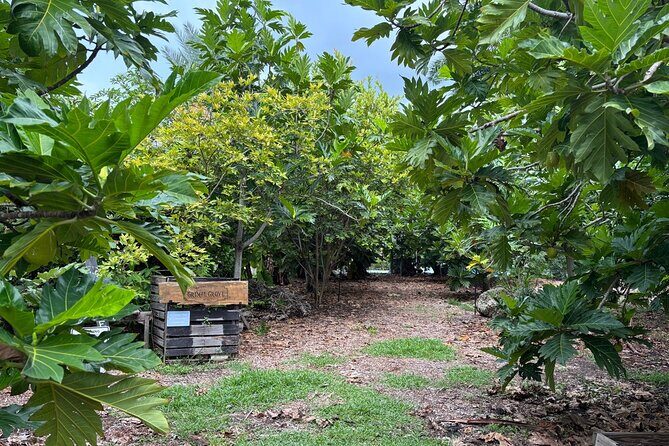 Tropical Fruit Hunting Tour at Grimal Grove - Final Thoughts