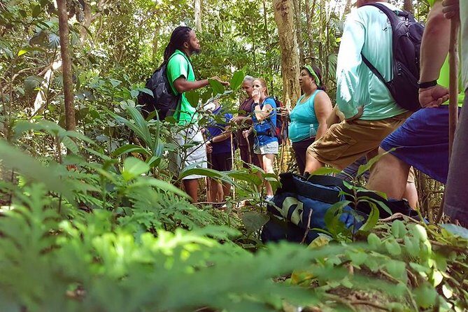 Tropical Rain Forest Explorer Hike In St. Kitts - Discover the Tropical Rain Forest Explorer Hike in St. Kitts