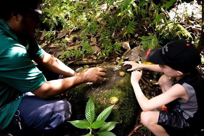 Tropical Rain Forest Explorer Hike In St. Kitts - FAQs