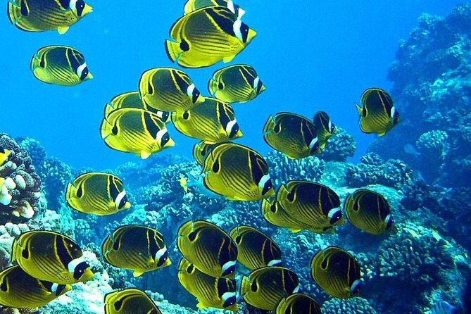 Tropical Reef & Wildlife Boat Snorkel Adventure - Discovering Hawaii’s Underwater World: A Detailed Look at the Tropical Reef & Wildlife Boat Snorkel Adventure