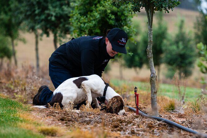 Truffle Hunt and Taste Experience in Oberon, NSW Australia - Discover the Hidden Delight of Truffles in Oberon, NSW