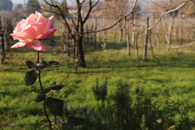 Truffle Hunt & Bio Lunch in Assisi - Final Thoughts
