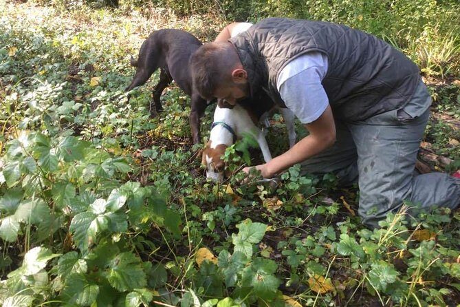 Truffle hunting adventure - Introduction