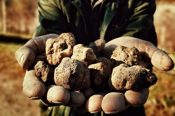 Truffle Hunting and Cheese, Truffle & Wine Tasting near Alba - Authenticity and Overall Impression