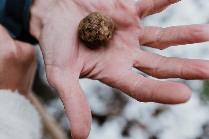 Truffle Hunting and Cheese, Truffle & Wine Tasting near Alba - Final Thoughts