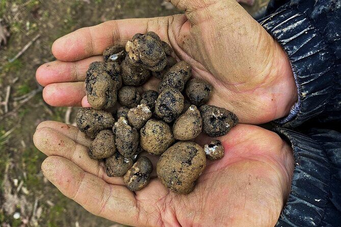 Truffle Hunting and Lunch in Piedmont Trattoria - What You Can Expect from the Day