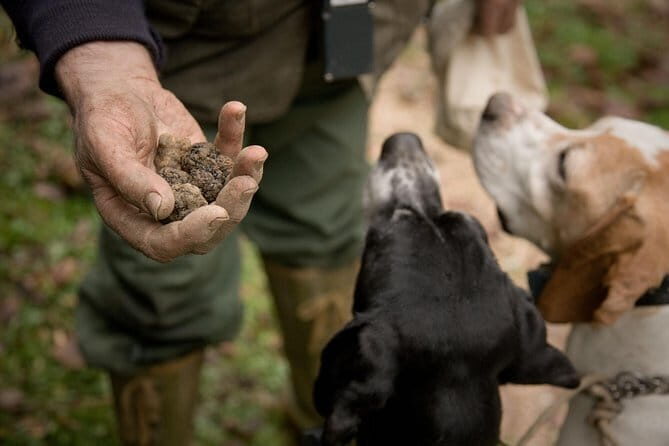 Truffle Hunting and Tasting in San Gimignano with a Tuscan Lunch - A Taste of Tuscany: Truffle Hunting and Tasting in San Gimignano