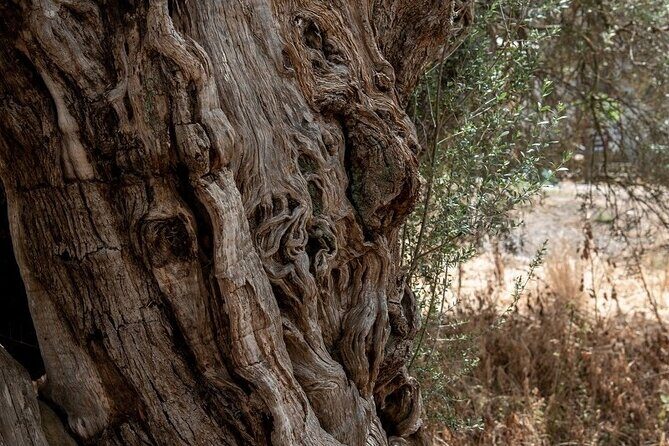 Truffle Hunting, Culinary & Wine Celebration from Elounda - Stop 1: Dikti & Traditional Cretan Breakfast