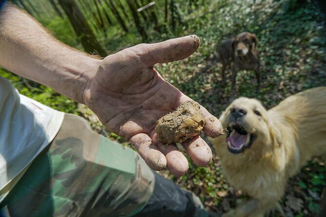 Truffle Hunting Experience and Tasting - Authenticity and Cultural Value