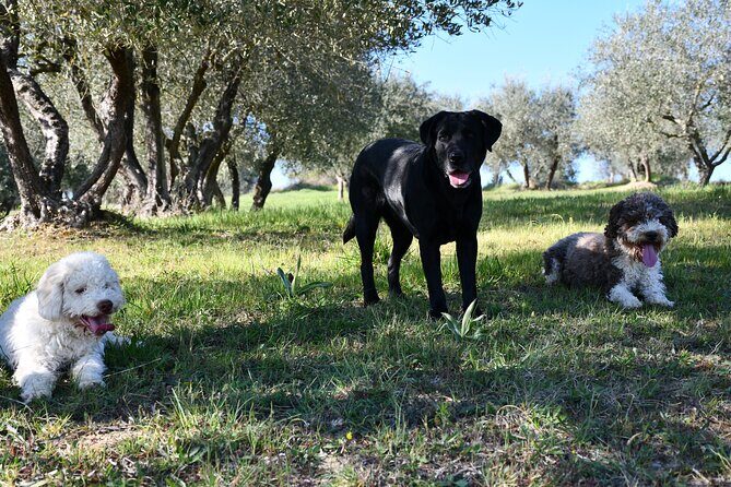 Truffle Hunting Experience Siena Tartufi - Who Should Consider This Tour?