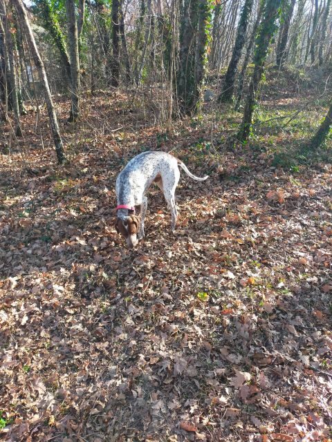 Truffle Hunting Experience with a Guide - Who Will Love This Tour?
