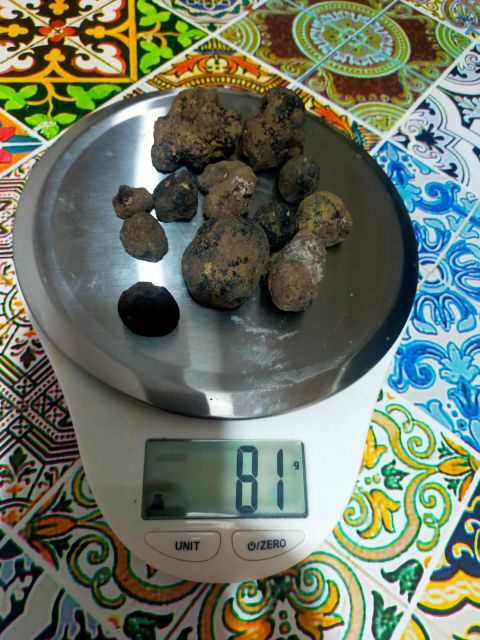 Truffle Hunting Experience with a Guide - The Bottom Line