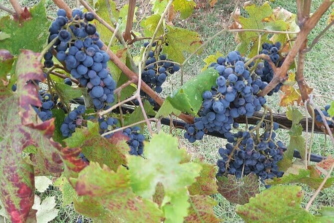 Truffle hunting experience with lunch and Chianti wine tasting - FAQ