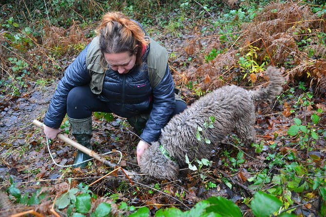 Truffle Hunting Experience with Lunch in San Miniato - Key Points