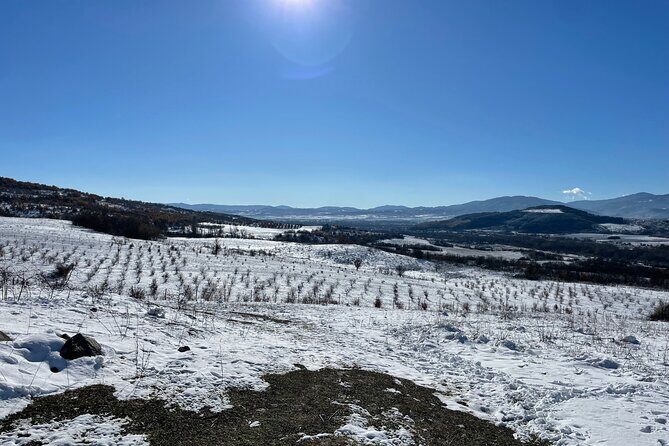 Truffle Hunting in Kyustendil - Key Points
