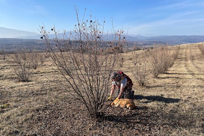 Truffle Hunting in Kyustendil - Practicalities and Considerations